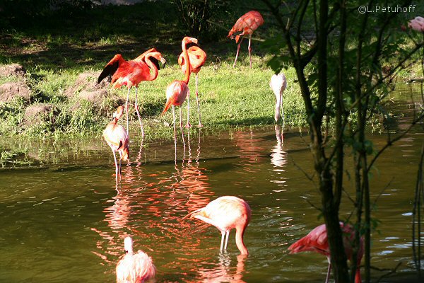 Flamingos. Tiergarten Nrnberg