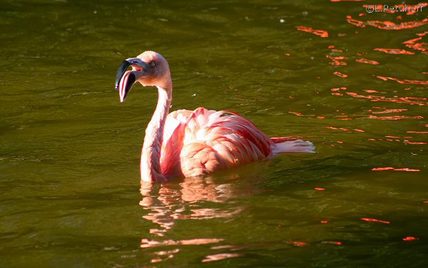 Singendes Flamingo