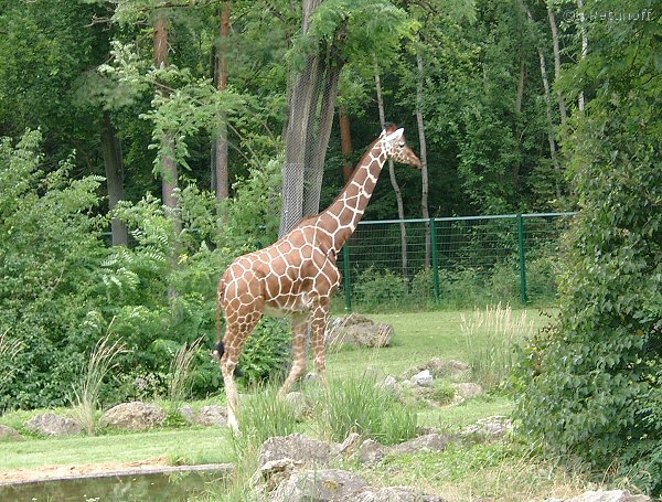 Giraffe. Tiergarten Nrnberg.