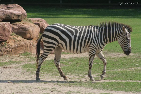 Zebra. Tiergarten Nrnberg.